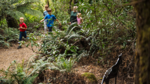 Visiting Tahune Airwalk with kids